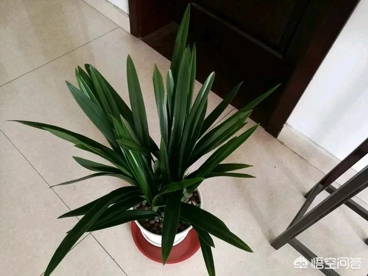 兰花十一月份出花苞什么品种,兰花哪个品种花苞多最好看