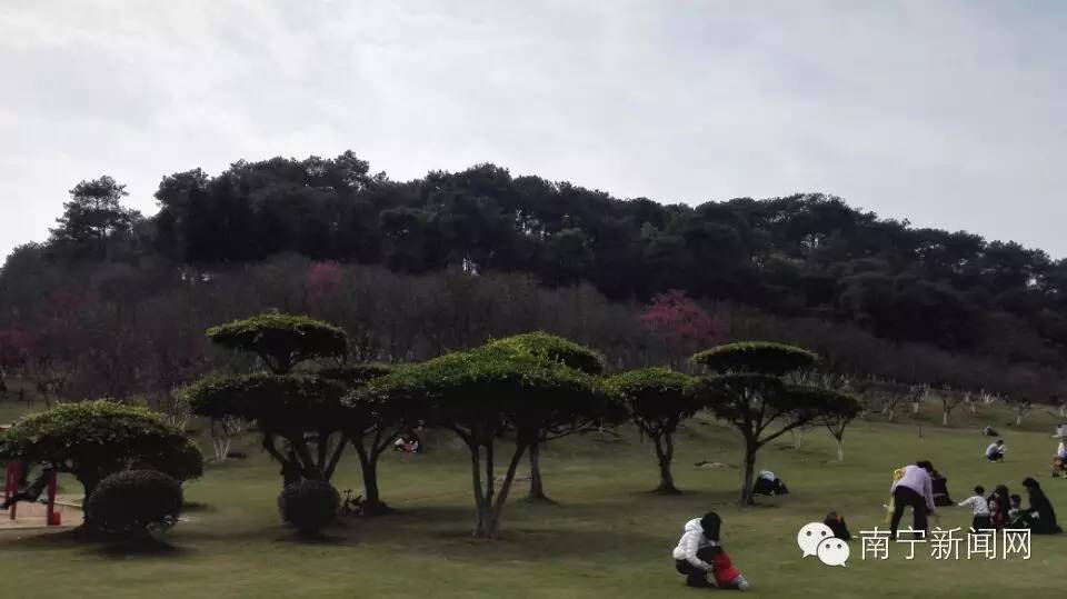 南宁哪里有假樱花,南宁樱花还有吗