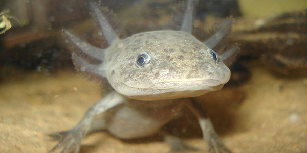 找药材：我很丑，但我可以把美丽带给你