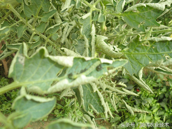 番茄夏季高温天气浇水,高温对西红柿坐果有什么影响
