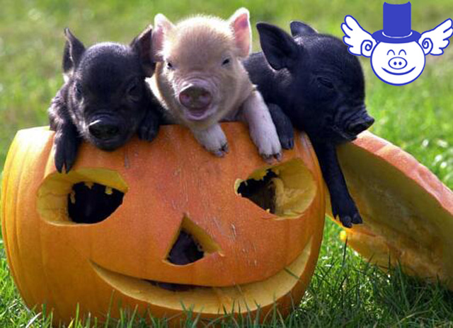 最全面的仔猪拉稀应对方案,这是养猪赚钱的基础!