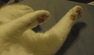 俄罗斯豹纹猫,尾气猫