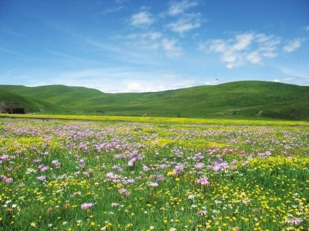 红原大草原美食,去红原必吃的美食