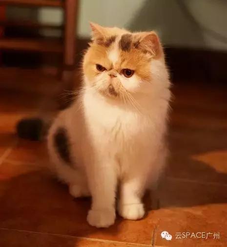 喵星人咖啡厅，治愈你疲惫的心！