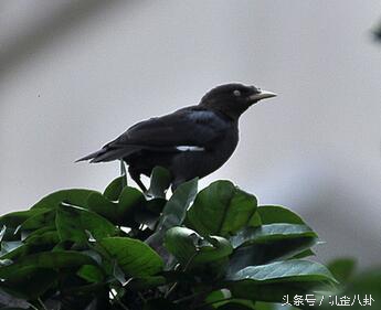想养八哥鸟,八哥鸟怎么养才会说话
