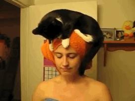 尾气猫,尾气猫视频