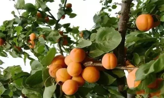 牡丹江人有福吗,牡丹江人生活好吗