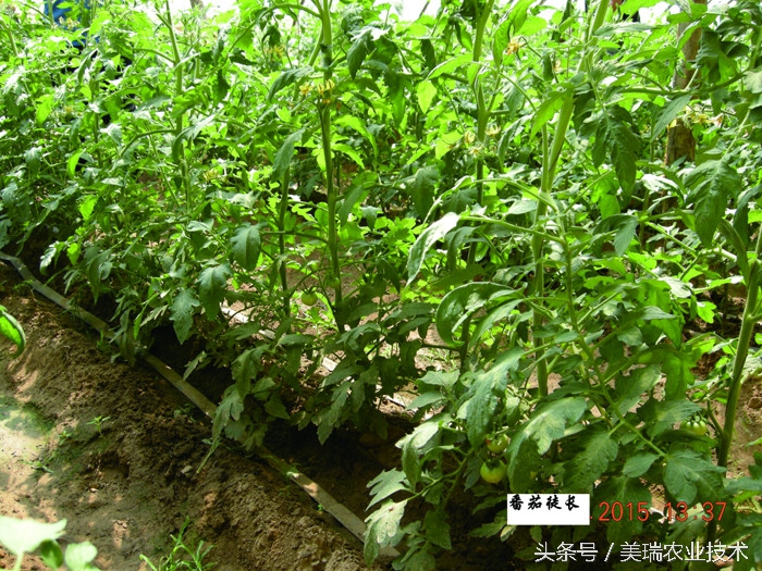 番茄夏季高温天气浇水,高温对西红柿坐果有什么影响