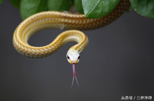 今年犯太岁的生肖要怎么规避,兔犯太岁戴什么生肖化解吉祥