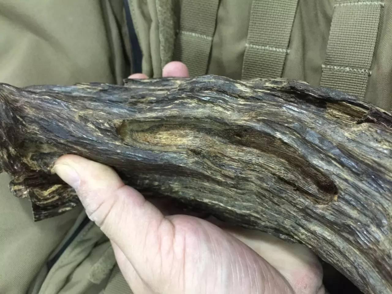 莺歌绿奇楠什么价,人工种植的莺歌绿奇楠多少钱