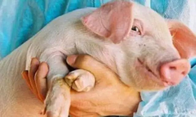 脐带干细胞应用真实案例,脐带血研究基因武器