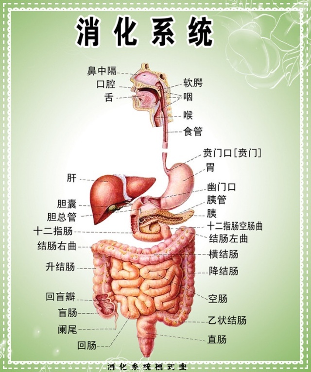 消化系统疾病用药,消化系统疾病用药有哪些