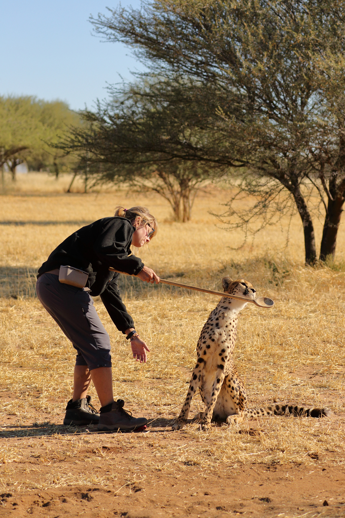 猎豹狂奔与狮子对敌,猎豹奔跑高清震撼视频
