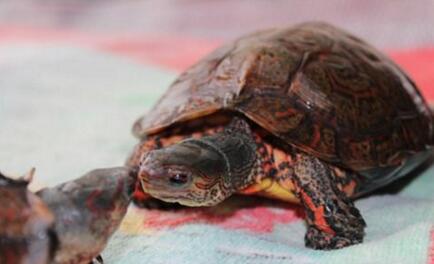 洪都拉斯木纹龟,洪都拉斯木纹龟犯法吗