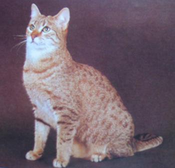 最便宜的宠物猫咪品种图片及价格,哪个品种的猫咪性格最好最温顺