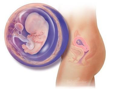 惊奇宝宝第一季,怀孕过程中的十大惊奇发现