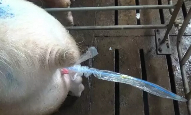 深宫输精“8字”决，好记！