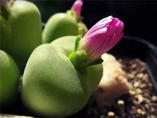 多肉开完花就死,多肉开花后会死掉吗