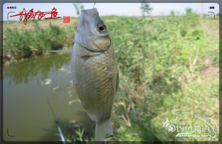 户外野钓小河沟七星鱼,鲫鱼野钓小河沟