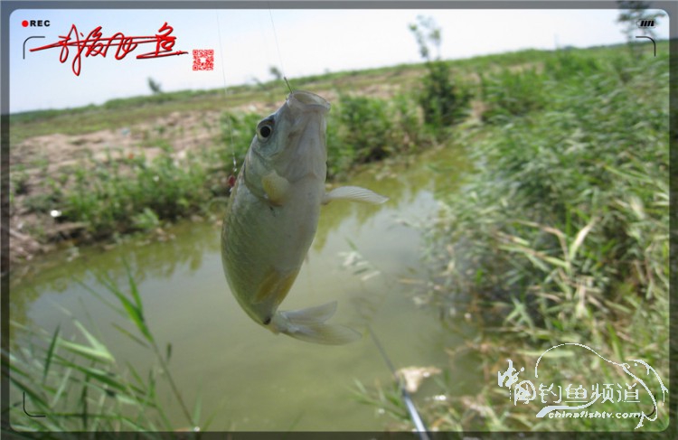 户外野钓小河沟七星鱼,鲫鱼野钓小河沟