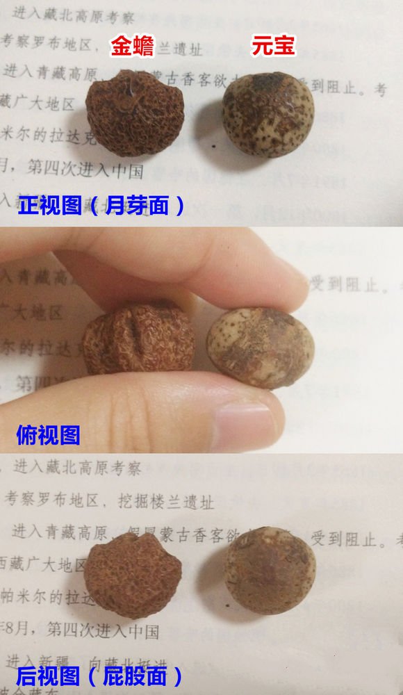 金蝉子星月菩提是什么料,星月菩提龙鳞是什么