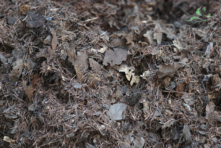 营养土通用型养花种菜土,砖土和营养土养花哪个好