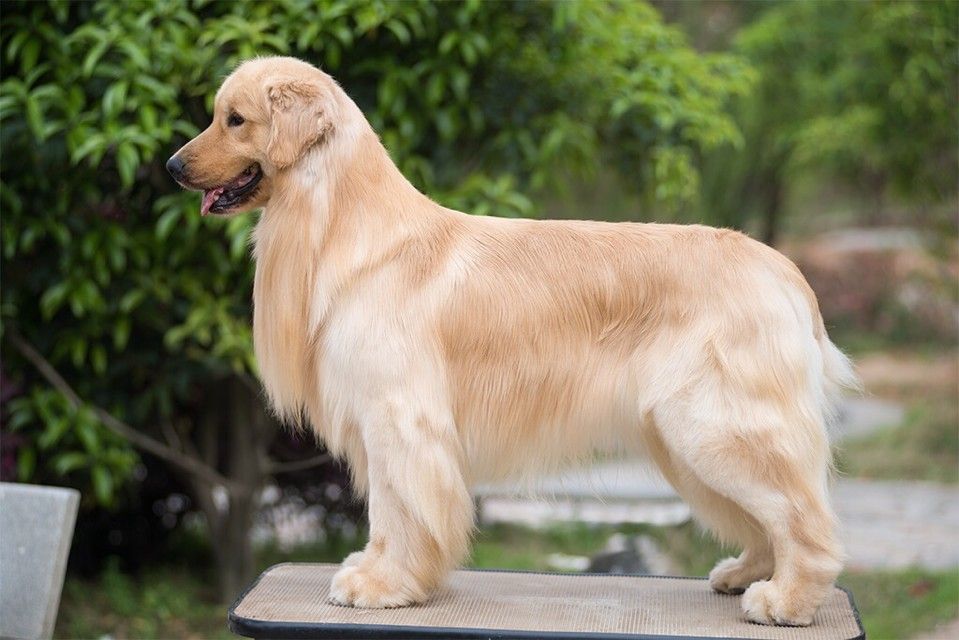 想如何训练狗狗定点上厕所,金毛1-3个月如何训练定点大小便