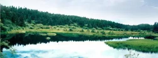 海竿水怪可以钓草鱼吗,海竿串钩挂什么钓草鱼