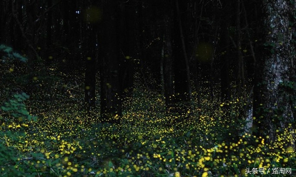 沙巴的美景感悟,四个理由让你爱上吃鱼