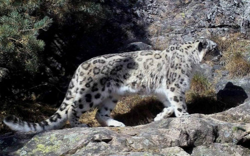 山海经灵兽与神兽的区别,山海经神兽历史9