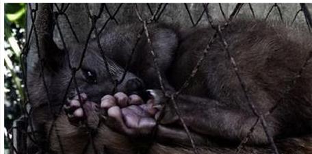 猫屎咖啡背后你所不知道的真相,为什么猫屎咖啡不是一般人能喝的