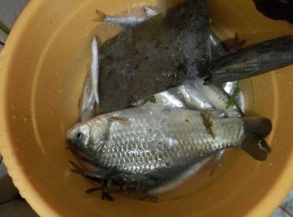 野钓真过瘾一下午钓了14条大鲫鱼,野钓大鲫鱼看着也太过瘾了