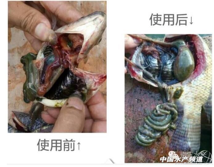 罗非鱼高温病怎样防治,罗非鱼如何防链球菌