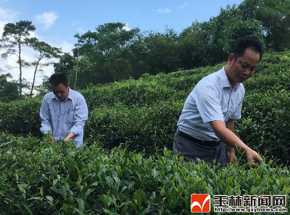 兴业县政协委员罗荣初：真抓实干带民富