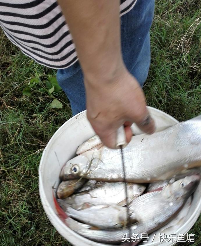 第一次钓鱼收获不错,晨钓该钓浅还是深