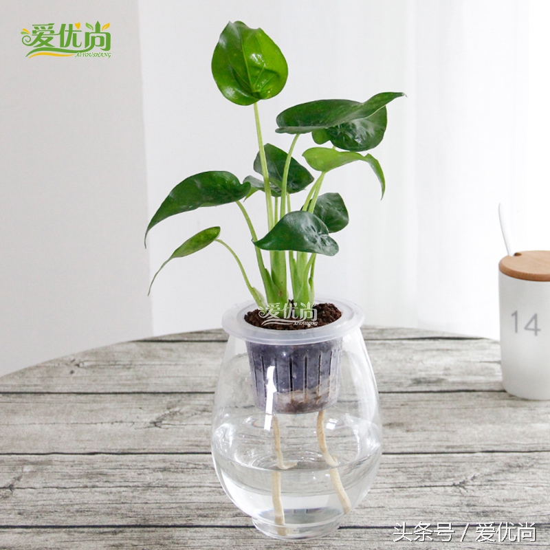 超实用水培植物怎么养,最适合懒人养的4种水培植物