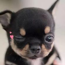 狗狗失恋了会怎么样,狗狗失恋