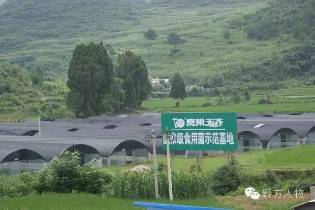 贵州三宝简介,贵州三宝来历