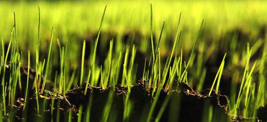 青汁怎么喝才能达到减肥效果 (青汁怎么喝才能达到减肥的效果)