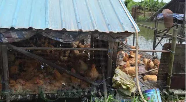 这个英德人轻松年入百万，竟是因为这个！