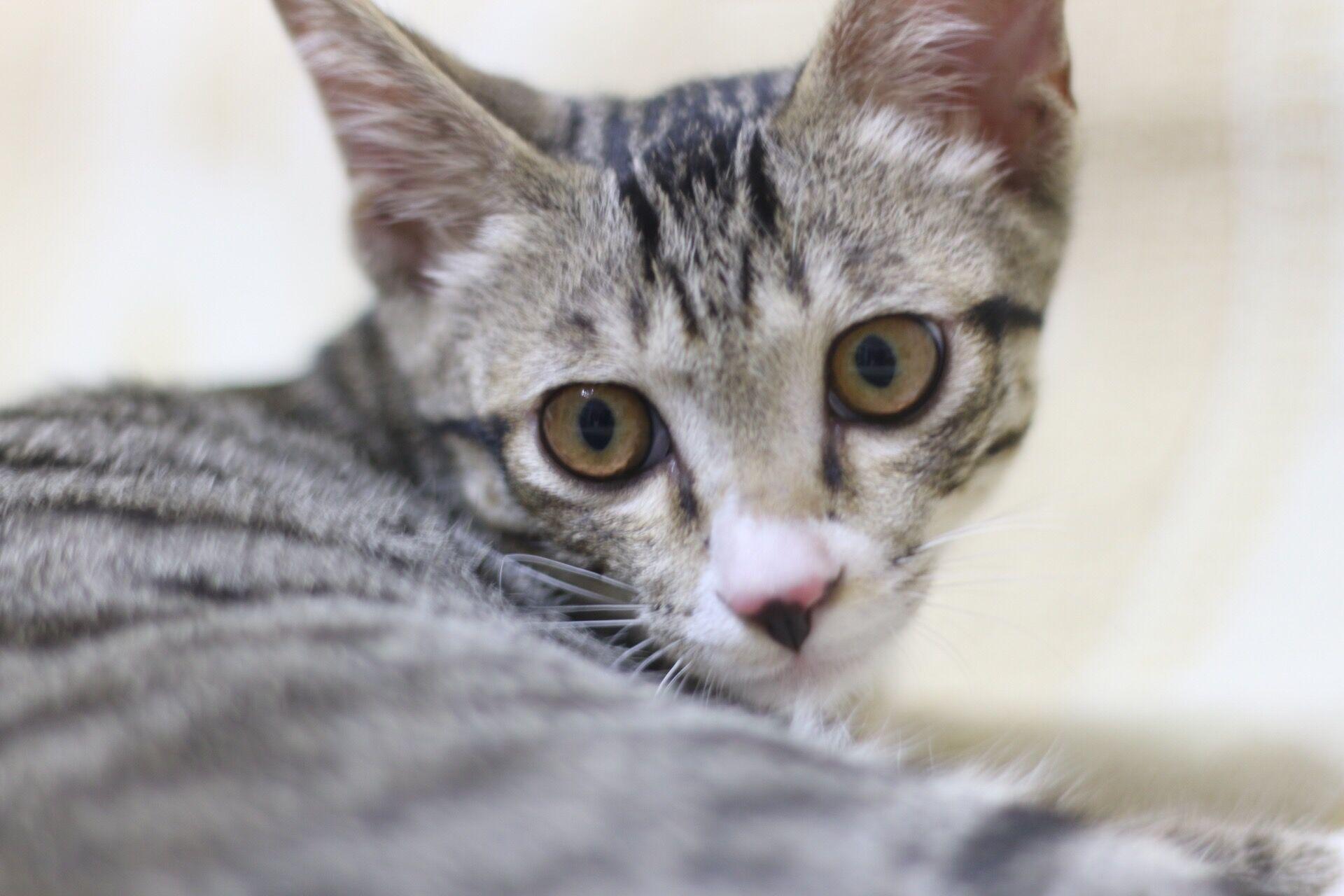 宠物大头照特效,宠物大头头像