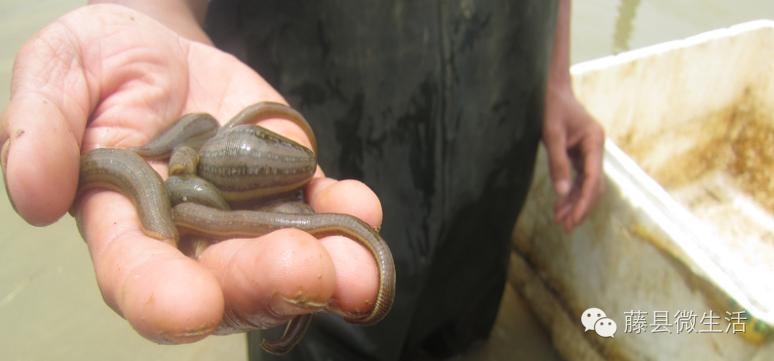 农田里吸血的虫叫什么,田里有一种吸血动物