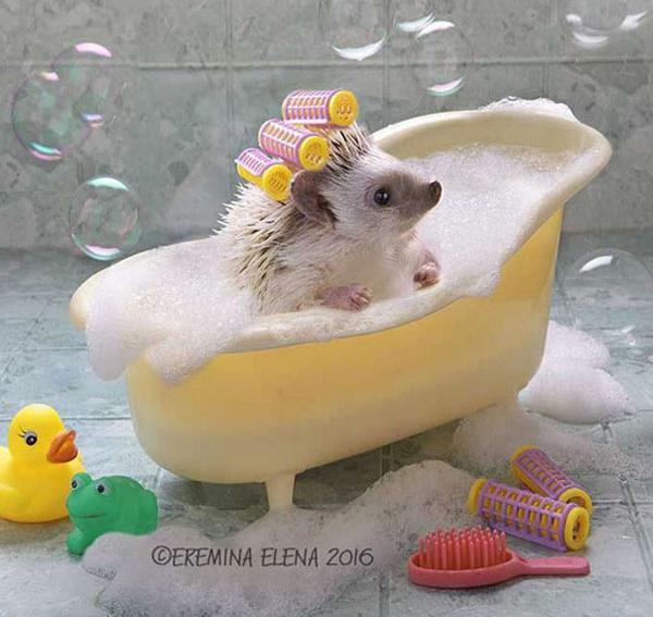 温柔可爱到爆的小刺猬,可爱呆萌小刺猬