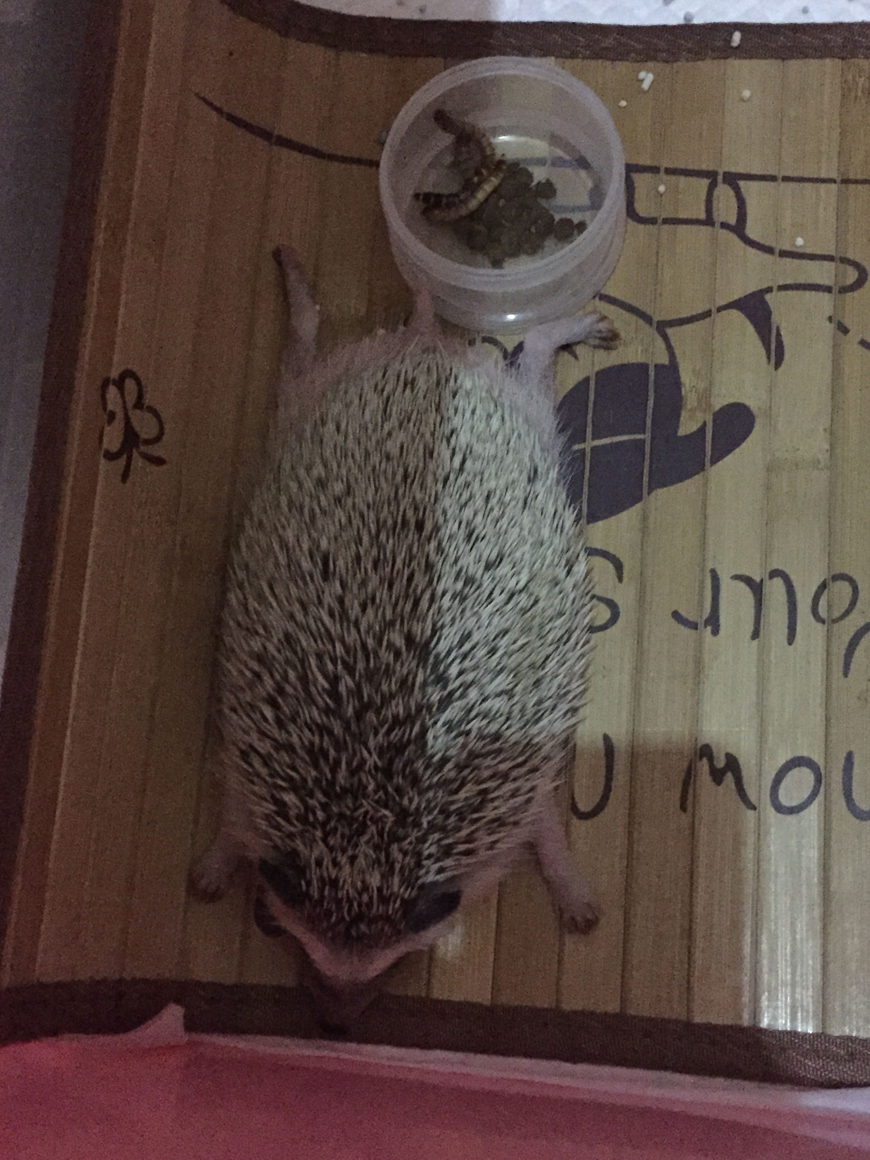 我家非洲迷你刺猬土豆的106天胖萌日记