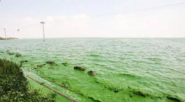 5种现存的动物活化石,地球现存10种活化石