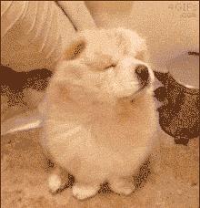 最适合12星座养的小狗狗,十二星座之星座狗