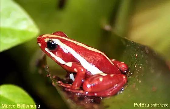 神马鬼|10万1只的奇葩昆虫宠物