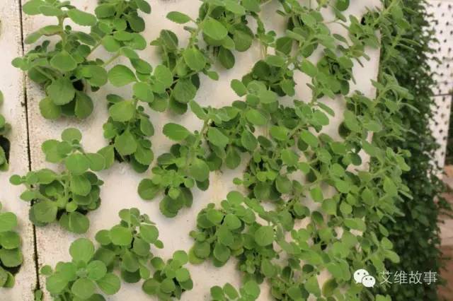 神奇大观园——农场变形记