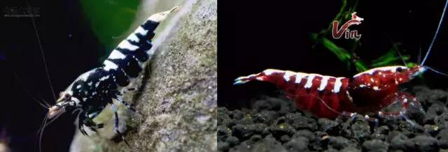 世界第一大淡水鱼类排名,世界第一淡水观赏鱼有哪些