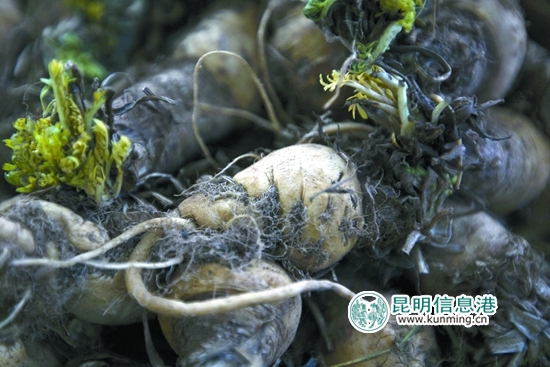 云南黑玛卡最新价格,黑玛卡市场价多少钱一克